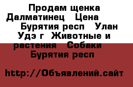 Продам щенка Далматинец › Цена ­ 3 500 - Бурятия респ., Улан-Удэ г. Животные и растения » Собаки   . Бурятия респ.